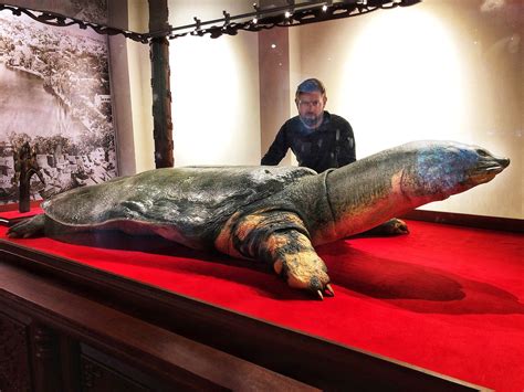 Yangtze giant softshell turtle | Frontier Forums