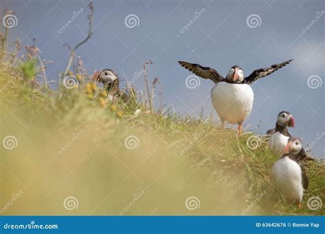 Birds in iceland stock photo. Image of birds, icelandic - 63642676