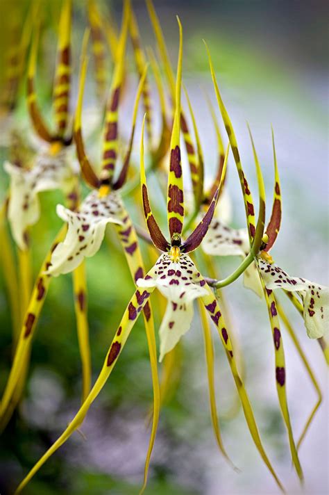 Spider orchid | Description, Genera, & Facts | Britannica