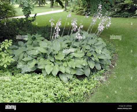 Krossa regal hosta hi-res stock photography and images - Alamy