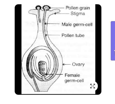 Draw a diagram showing germination of pollen on stigma of flower and ...