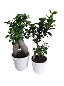 UGALOO Ficus Bonsai Plant (Pack of 2) - Easy to Care Real Indoor Plant ...