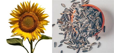 Sunflower Seeds Benefits: सूरजमुखी के बीज में कई विटामिन्स और खनिज ...