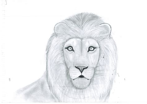 Lion Drawing Tutorial 的图像结果