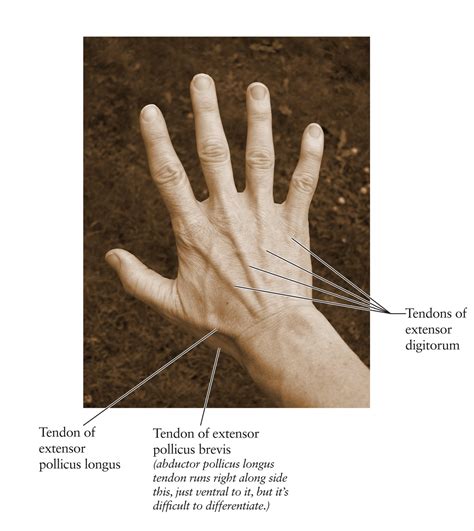 Human Anatomy for the Artist: The Dorsal Hand: The Dorsal Foot's Better ...