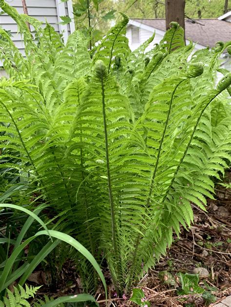 Ostrich Fern - Local Pick Up • Ostrichferns.com