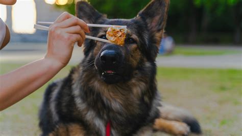 Can Dogs Taste Spicy: Unraveling the Canine Palate