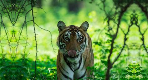 Flora and Fauna in Ranthambore National Park | Flora in Ranthambore ...