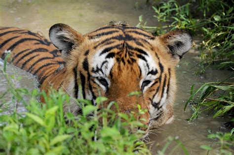 Tiger - A Rare Conservation Success Story From India, Now Home To 70% ...