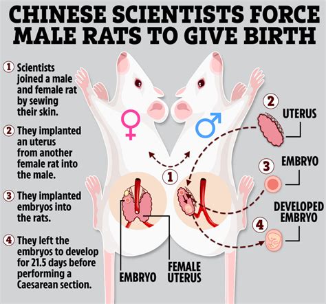 中国人民解放军海军军医大学科学家成功让雄性老鼠怀孕并顺利诞下10只幼崽 - 神秘的地球 科学|自然|地理|探索