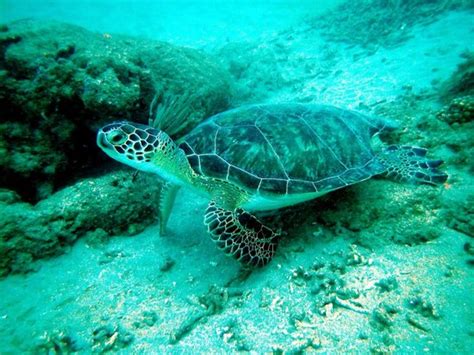 Atlantis Dive Center (Aguadilla) - 2022 What to Know Before You Go ...