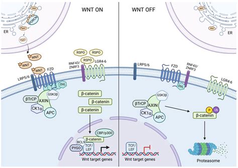 The Role of WNT Pathway Mutations in Cancer Development and an Overview ...