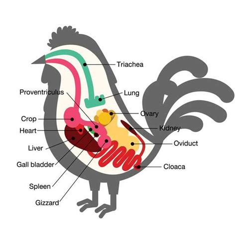 Image result for Chicken Digestive Machanism System