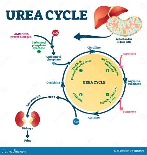 Image result for Urease Enzyme