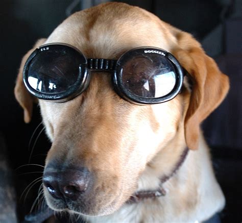 Dog Sunglasses Buying Guide- Find the Best Doggles and other brands ...
