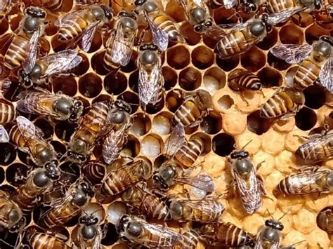 Bee keeping, a sweet revolution in the making - Farmer News: Government ...