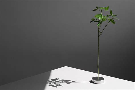 Now here's a new trend: displaying flowers without vases ...