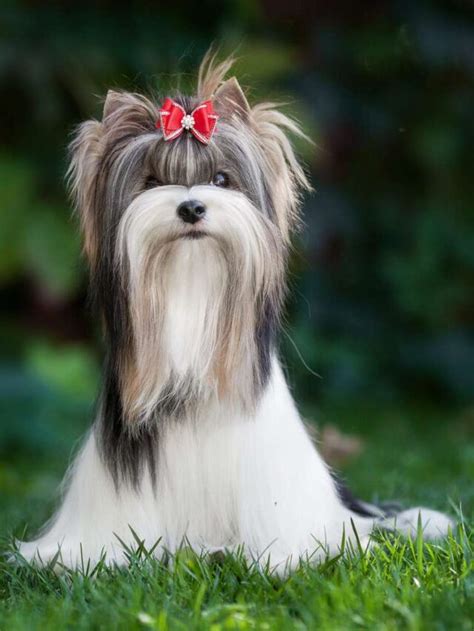 TOP 8 RAREST DOG BREEDS - Vidhan News Hindi