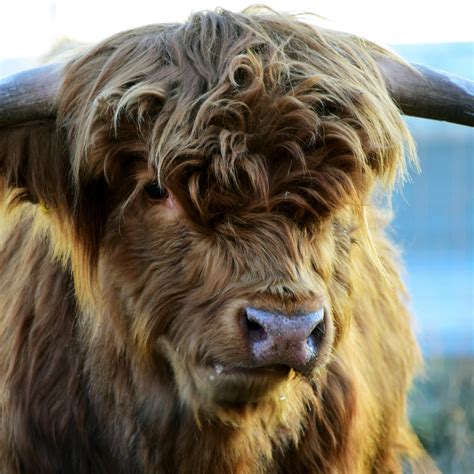 Highland Cow Wallpapers - Wallpaper Cave