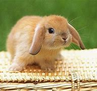 Image result for Cute Rabbit 4K