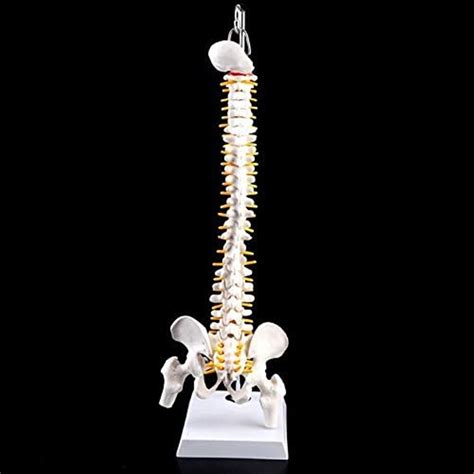Buy Study Model Model 45Cm Flexible Vertebral Column Human Spinal ...
