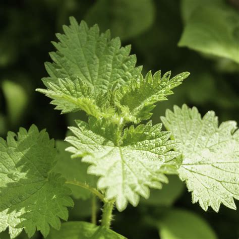 Stinging Nettle Tree 的图像结果