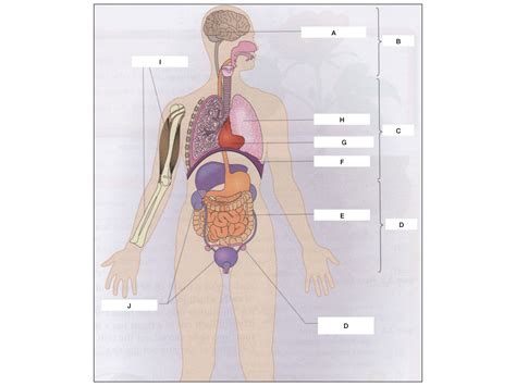 Body System 的图像结果