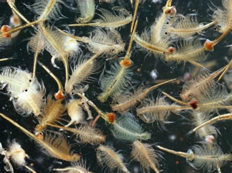 Fully Grown Sea Monkeys