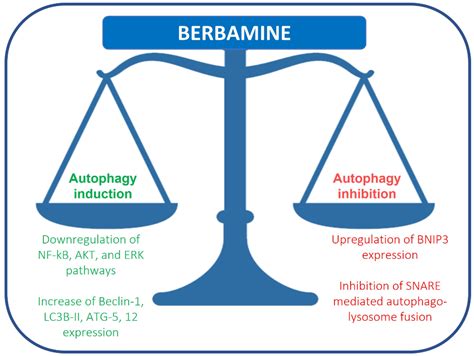 Berbamine | Encyclopedia MDPI