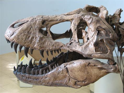 Skull T Rex