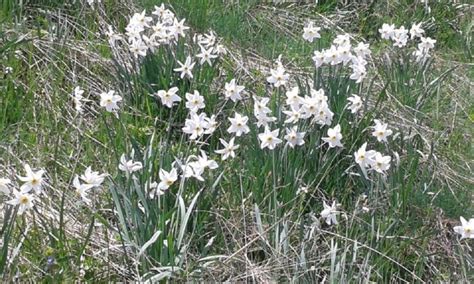 REZERVAȚIA POIANA CU NARCISE DE PE MUNTELE SACA