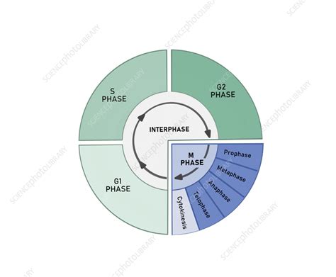Image result for Cell Cycle Animation