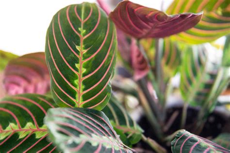 Prayer Plant: Care & Growing Guide