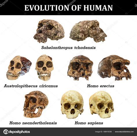 Australopithecus Evolution 的图像结果
