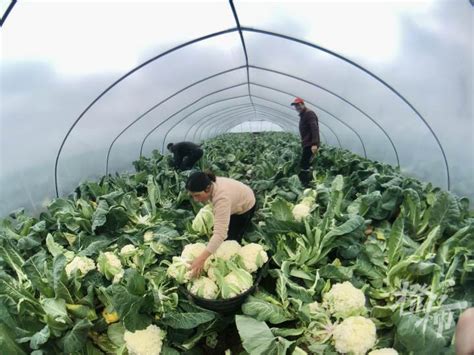 保蔬菜供应-新闻中心-北方网