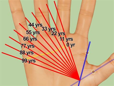 How To Measure The Age Of A Palm Tree at Morgan Hamilton blog