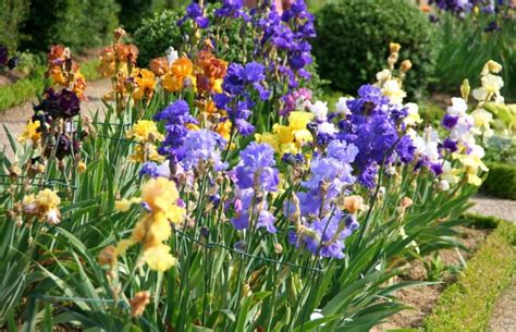 Image result for Iris Form Classification Example