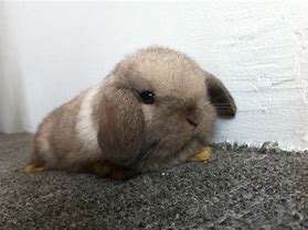 Image result for Sable Holland Lop Bunnies