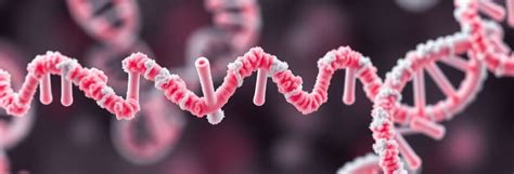 Image result for Folate DNA Synthesis