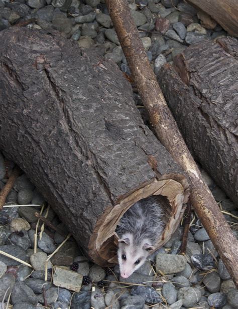 Opossums Like Life. – Bird Ally X