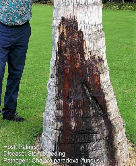 Image result for Palm Tree Rot
