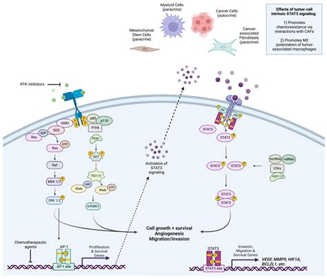 Overcoming Acquired Drug Resistance to Cancer Therapies through Targeted STAT3 Inhibition