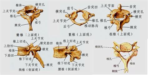Image result for Vertebrae Alignment