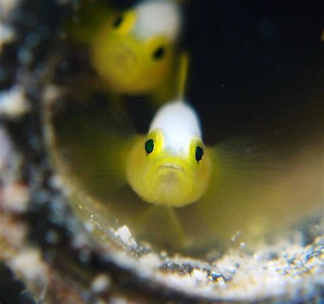 DIVING SCHOOL, MAREA OKINAWA (2026) All You Need to Know BEFORE You Go ...