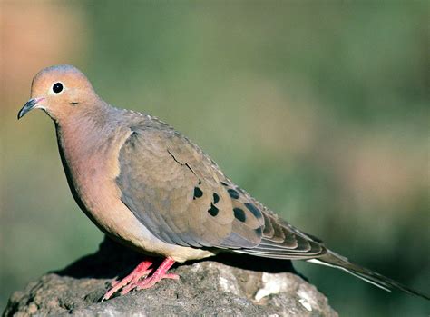 Sound Of Dove