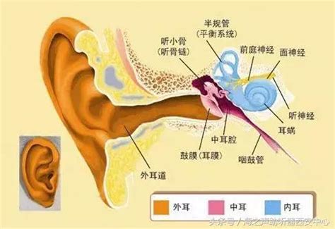当院と耳鼻科 | 耳や顔の病気 | なかむら第二針療所・根拠と実績の鍼灸・京都市四条烏丸
