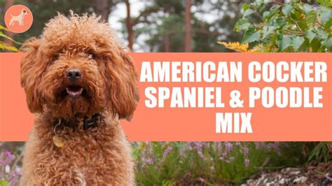 Image result for Cockapoo Cocker Spaniel and Poodle Mix