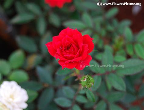 Ooty Flower Show 2017 Pictures Gallery-8