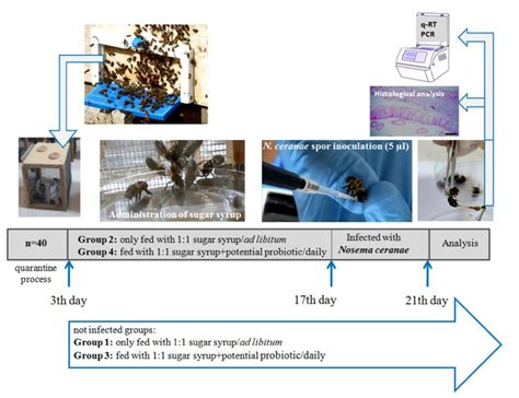Image result for Science Protocol