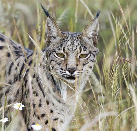 Spanish scientists have sequenced the genome of the Iberian lynx (Lynx pardinus), currently one ...